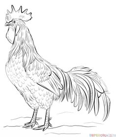 a drawing of a rooster standing on the ground with its head turned to look like it is