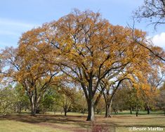 trees with yellow leaves are in the middle of a grassy area on a sunny day