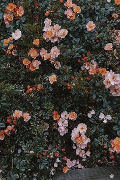 an orange and pink flowered bush in front of a wooden bench