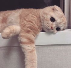 an orange and white cat laying on top of a window sill looking at the camera