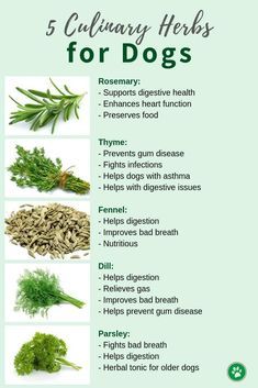 the top five culinary herbs for dogs are shown in this chart with their corresponding ingredients