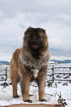 a large brown dog standing on top of snow covered ground next to a wooden fence