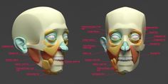 an image of the facial structure of a human head with labels on each face and neck