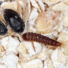 a close up of some food with a caterpillar on it's side