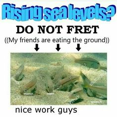 an image of fish in the sand with caption saying do not fret my friends are eating the ground nice work guys