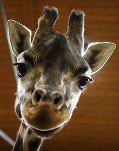 a giraffe is looking at the camera while standing in front of a wooden wall