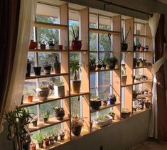 many plants are displayed on the windowsills in this houseplant display case