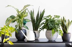 there are many different types of house plants in the potted planter on the table