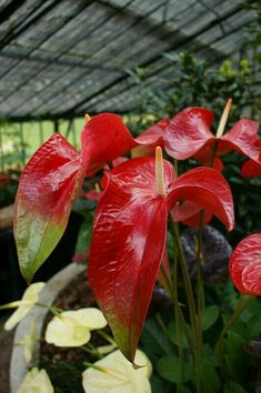 red flowers in a garden with green leaves