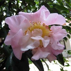 Camellia lutchuensis 'High Fragrance' ~ High Fragrance Camellia-ServeScape Camellia Hedge, Winter Into Spring, Gifts For Plant Lovers, Pink Camellia, Attract Butterflies, Late Winter, Rooftop Garden