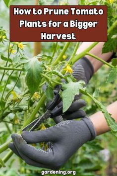 a person in gardening gloves is picking plants from a bush with the words how to prune tomato plants for a bigger harvest