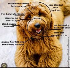 the parts of a dog's face and its corresponding features are shown in this image