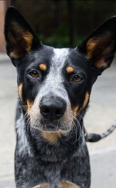 a black and brown dog standing on top of a cement ground next to a chain