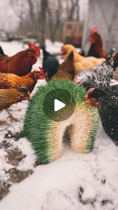 a group of chickens standing on top of snow covered ground