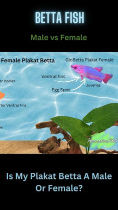 an image of a fish in the water with caption that reads, is my plakt betta a male or female?