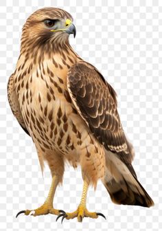 a brown and white bird with yellow feet sitting on top of it's leg