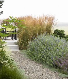 an outdoor garden with lots of plants and flowers in the foreground, next to a gravel path