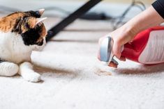 a cat sitting on the floor while someone is using a hair dryer to clean it