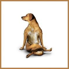 a dog sitting on the ground with its legs crossed