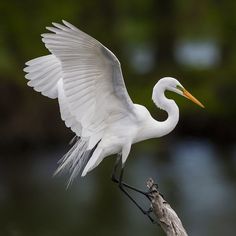 a white bird with its wings spread out on a tree branch near water and trees in the background