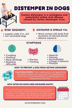 a poster with instructions on how to use dispenser in dogs