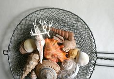 a wire basket filled with different types of seashells and corals on top of a white wall