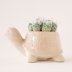 On a white background is a ceramic planter in the shape of a turtle with a light tan shell with a subtle floral print and filled in this photo with various cacti not included with purchase. Cacti Arrangement, Sand Turtle, Turtle Planter, Cactus Arrangement, Small House Plants, Ceramic Turtle, Small Succulents, Pink Sand, House Plant