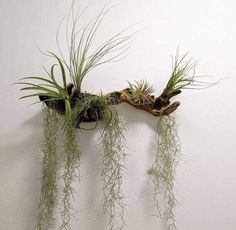 three air plants are hanging on the wall