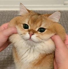 an orange and white cat being petted by someone's hands on the carpet