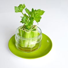 a green plate with a small glass vase filled with celery