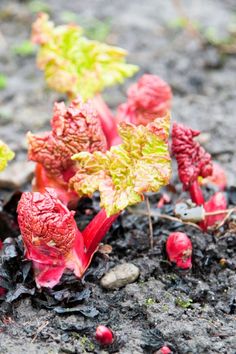 small red and green plants sprouting from the ground