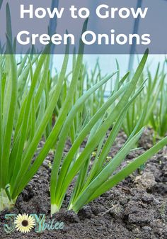 green onions growing in the soil with text overlay that reads how to grow green onions