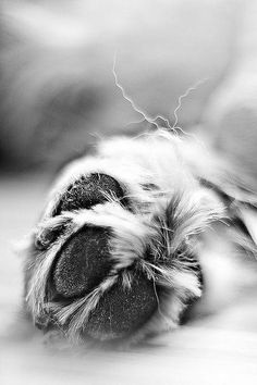 a black and white photo of a cat's paw with it's claws stretched out