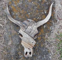 an animal's skull is lying on the ground