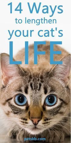 Cat Life Hacks, Spoiled Cats, Cat Ownership, Cat Help, Cat Boarding