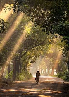 a person walking down a dirt road in the middle of trees and sunbeams