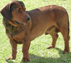 a brown dog standing on top of a lush green field