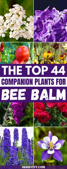 the top 4 most common plants for bee balm in your garden and how to use them