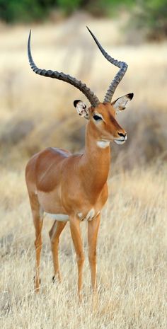 an antelope standing in the middle of a dry grass field