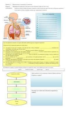 an image of the human body and its organs in spanish, with text below it