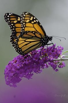 a butterfly sitting on top of a purple flower next to a caption in spanish