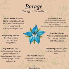 a blue flower with the words boragge on it