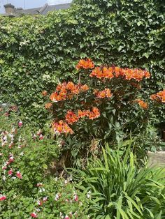 an orange flower is in the middle of some plants and flowers are growing on either side of it