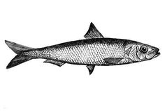 a black and white drawing of a fish