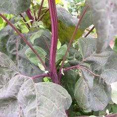 some purple and green plants in the garden