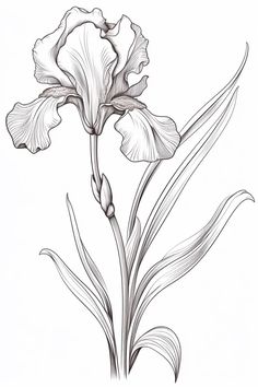 Discover the timeless beauty of this meticulously detailed iris flower, captured in a pencil drawing that highlights the delicate contours and texture of this classic bloom. Ideal for botanical art enthusiasts and those seeking inspiration for their own floral sketches. #BotanicalIllustration #IrisDrawing #PencilArt #FloralSketch #ArtInspiration Iris Flower Botanical Illustration, Flowers Sketches Pencil, Iris Outline Drawing, Drawings Of Iris Flowers, Iris Sketch Flower, How To Draw Botanicals, Iris Botanical Illustration, Floral Sketches Design, Botanical Flower Illustration