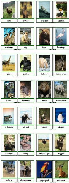 pictures of animals that are in the same place on this page, which shows them all different