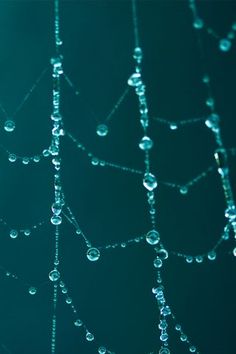 drops of water hanging from a spider web