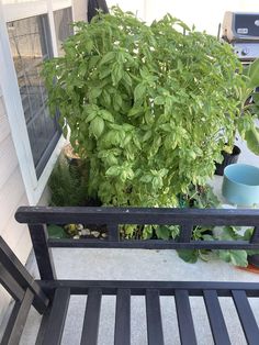 there is a potted plant next to the bench on the front porch with other plants