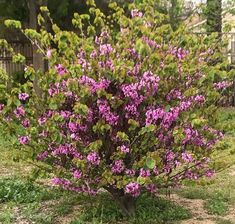 a bush with purple flowers growing in the middle of it's grass and dirt area